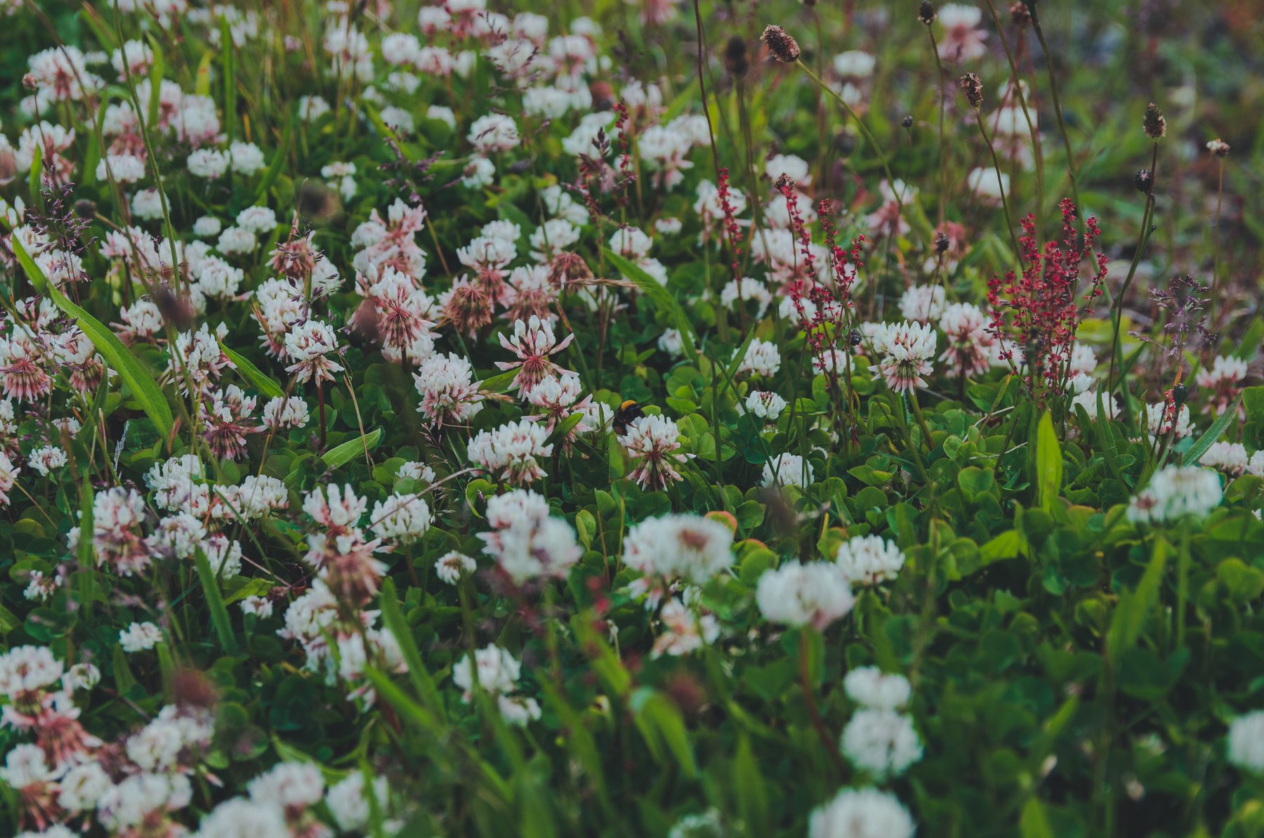 Flowe Field Full of Blossom